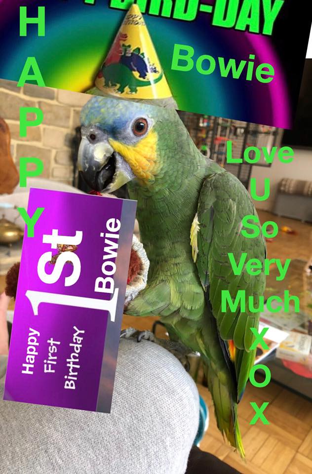 Happy hatchday Thea and Bowie, have a wonderful day. Let us know if your Parrot wants a hatchday shoutout.