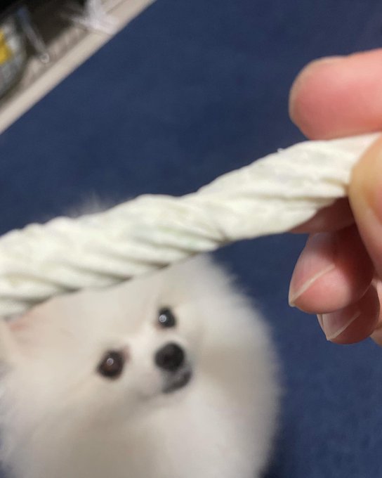 Omeraのtwitterイラスト検索結果 古い順