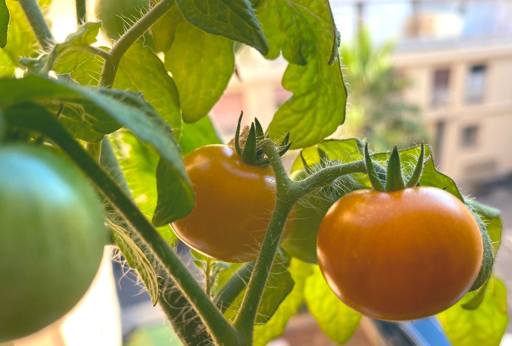 レジナ Twitter Search Twitter