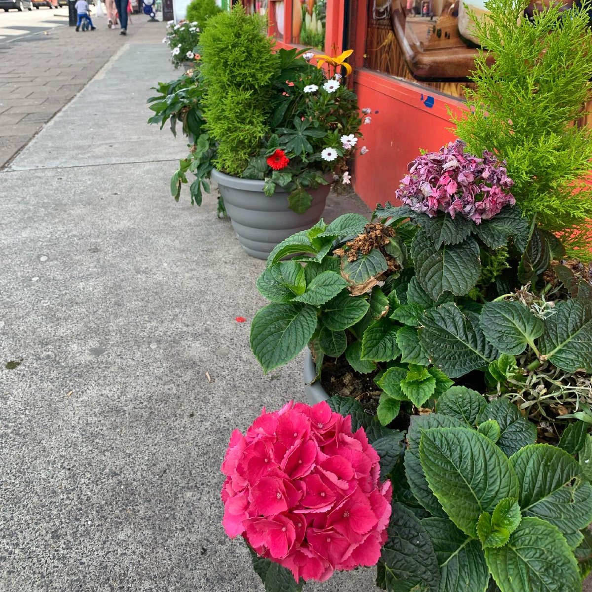 CT9bookshop's tweet photo. The planters at #naszabiedronka on #NorthdownRoad are looking lovely this year! 🌺🌸🌼🌻🌷Well done for brightening up #cliftonville’s bustling high street each year ❤️👏👏 👏

#CliftonvilleInBloom #community #GRASScliftonville #margate #cliftonville #BritainInBloom #RHS https://t.co/CHcv6bd43d