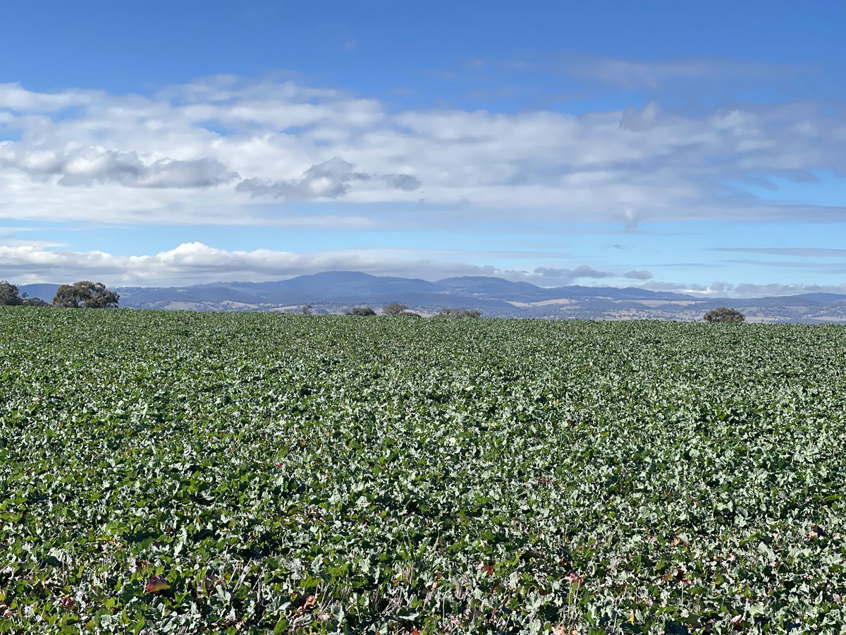 Orange. You're surrounded by green that will soon be fields of golden canola. What a view! #ausag #agriculture @austoilseeds