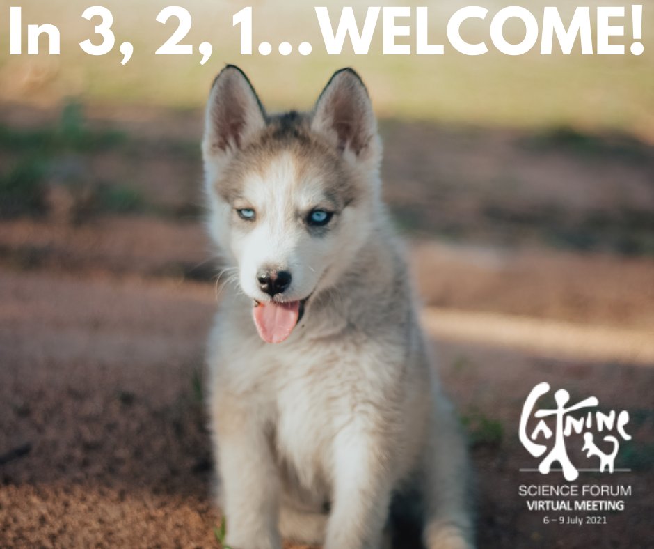 We are glad to announce that @CSF2021 as officially started!!! We would like to welcome everyone and hope that you enjoy the following days. @CSF2021 will start with the Plenary Lecture from Per Jensen entitled “Domestication, Genes And Behaviour – Lessons From Chickens And Dogs”