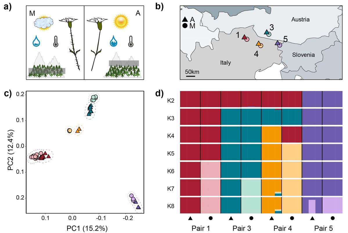 A new preprint from our group demonstrates a mostly non-shared genetic basis of parallel #adaptation to different elevations in Heliosperma pusillum, a  #Caryophyllaceae. First, coalescent inference confirms parallel polytopic divergence of ecotypes doi.org/10.1101/2021.0… 1/2