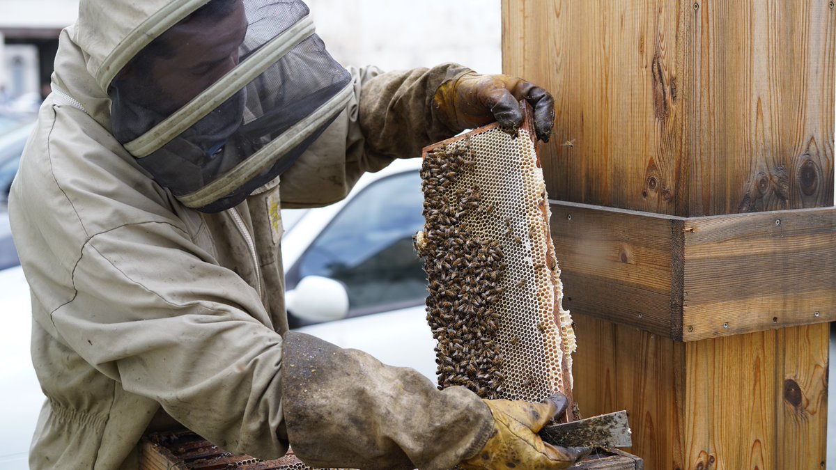 Bzz Bzz ! 

Après une longue période de repos bien mérité, nos abeilles sont de retour ! 🐝
L’occasion de fêter la première récolte de l’année 🍯

On a hâte de vous faire goûter !

Enjoy ✌🏻

#miel #recolte #apiculteur #ecoresponsable♻️ #agencedecommunication #agencedigitale