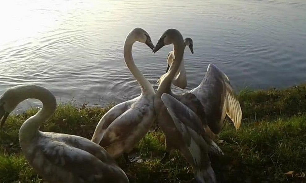 LakeComo.it tweet media