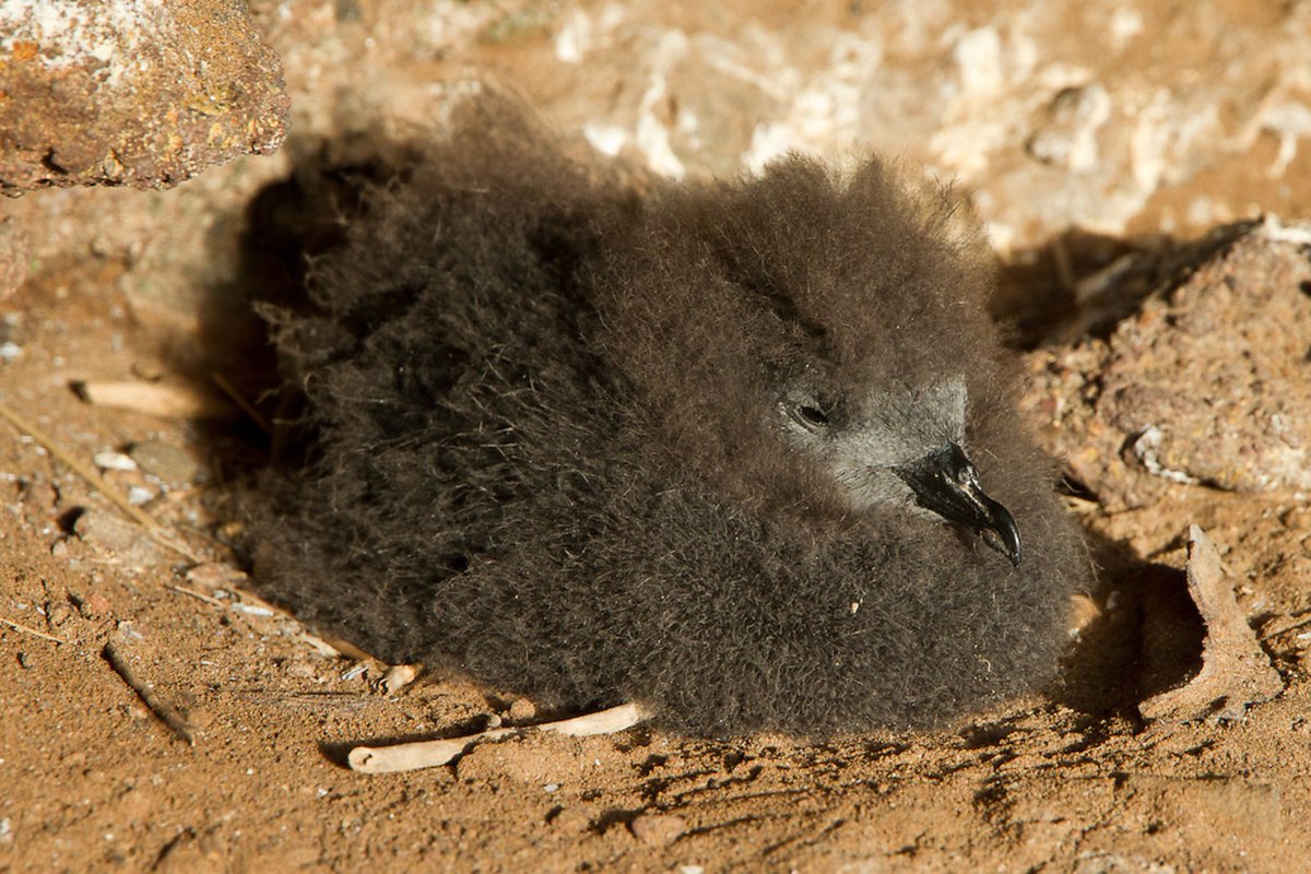Conservation Talk Story, Hawaii Society for ConBio tweet media