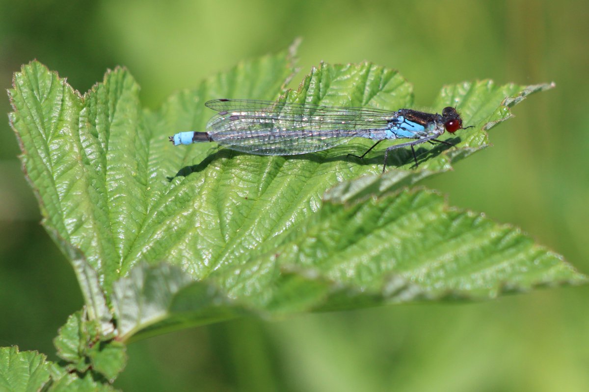 AllshortsP's tweet photo. #Damselfly, resting around the #LakeShow #insectphotography #nature #wildlife #ecosystems https://t.co/PN3HXHmp19