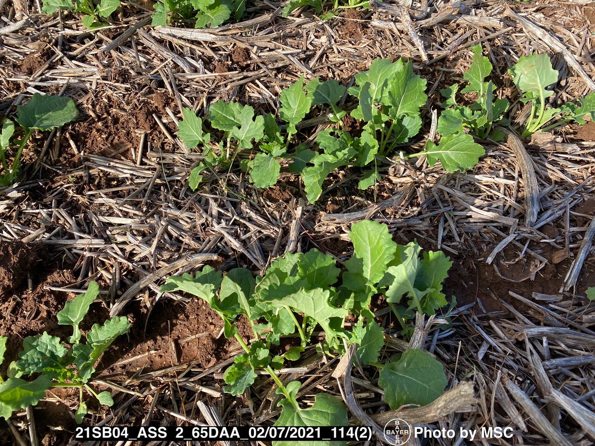 Good control gained from the first Roundup Ready PL at 2-4 leaf but three on and another flush of Annual Rye Grass has emerged. Next spray going on soon.#BayerTrials <a href="/MidNorthHRZ/">Mid North HRZ</a> <a href="/RoundupReadyAU/">RoundupReadyCropsAU</a>