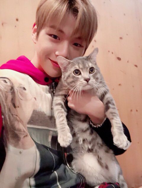 Hawoo kenalin kucing aing fino