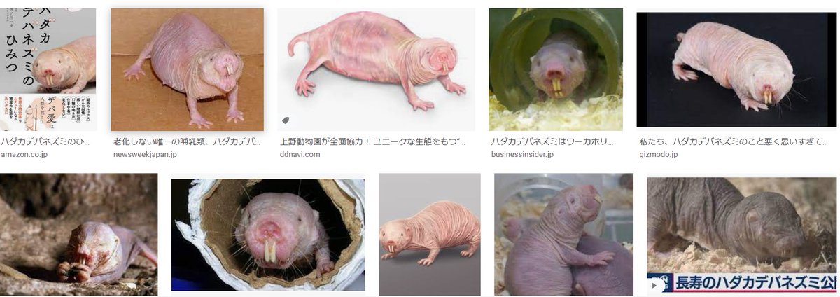 とある生物学の専門書にあるハダカデバネズミの説明 酷すぎる もう少し手心というか ただでさえ名前酷いのに Togetter