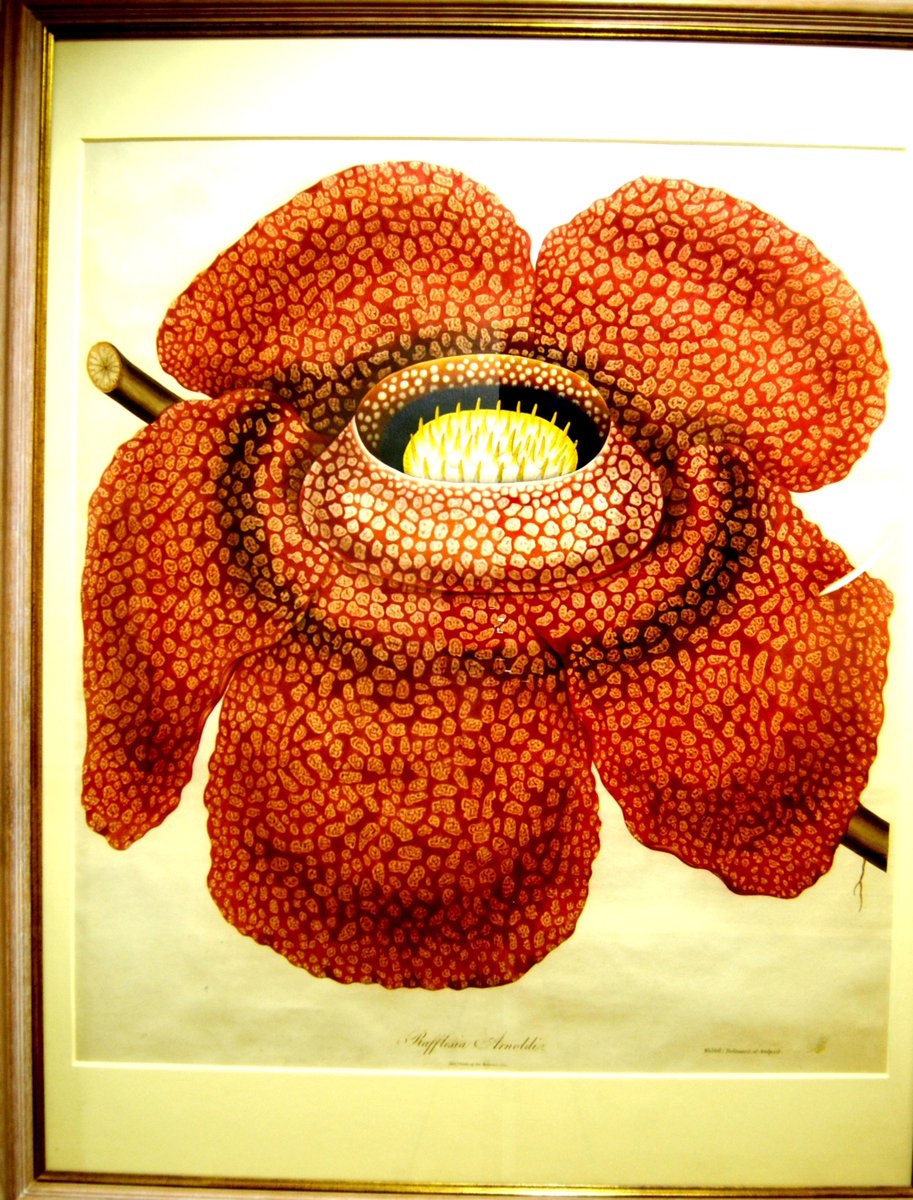 RAS_Soc's tweet photo. #OnThisDay marks the birth of the British Statesman Sir Stamford Raffles (6th July 1781).
Raffles and his wife were generous benefactors to the Society including donating this engraving of a flower named after him, Rafflesia Arnoldi.
#RASCollections https://t.co/1VPO9uZ7D9