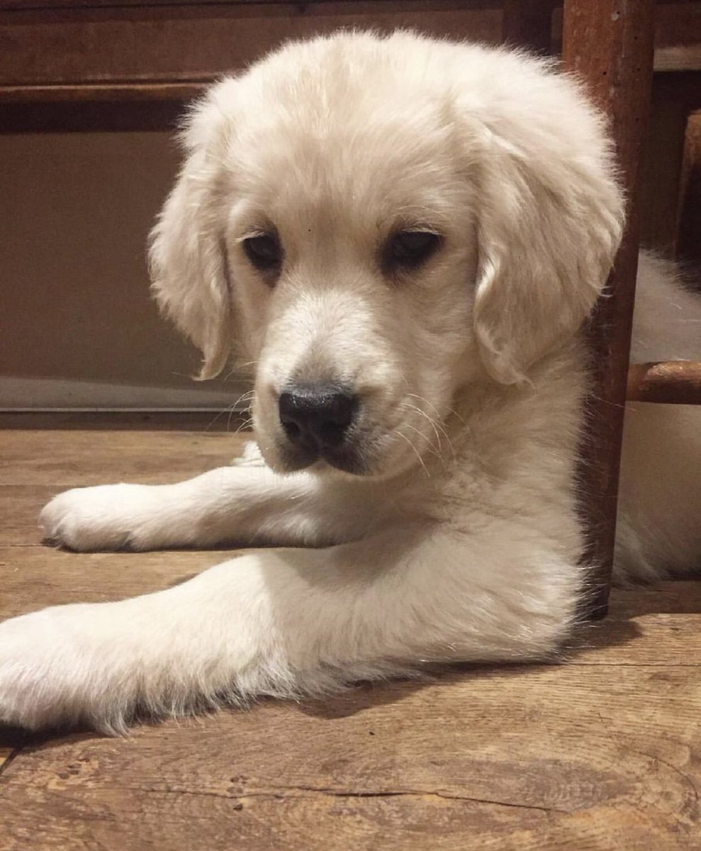 Dogs Of Lewes (@dogsoflewes) on Twitter photo 