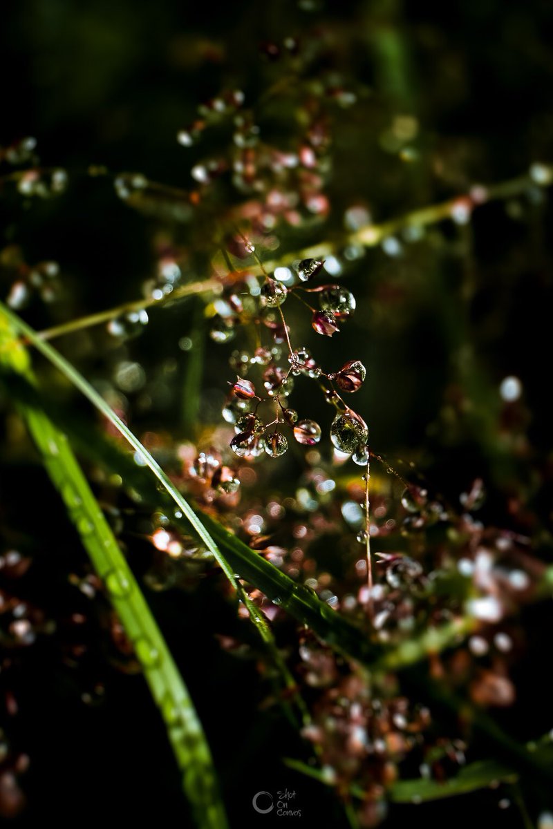 photorox_art's tweet image. Raindrops are falling on my head !#tuesdayvibe