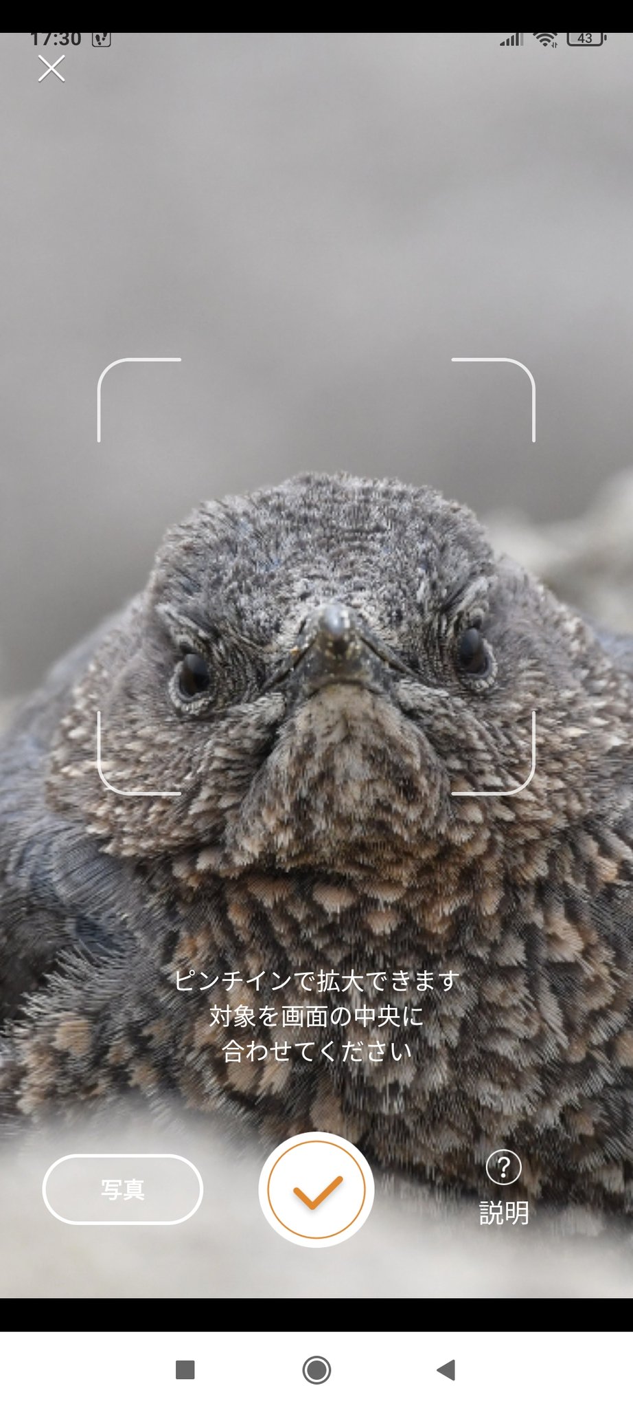 やまがら この鳥判別アプリ すごく精度が高い気がする さすが有料なだけあるわ こんな正面顔でイソヒヨドリ当ててくるとか普通に怖い T Co Nzdxsynzsm T Co 1oqsekejdf Twitter