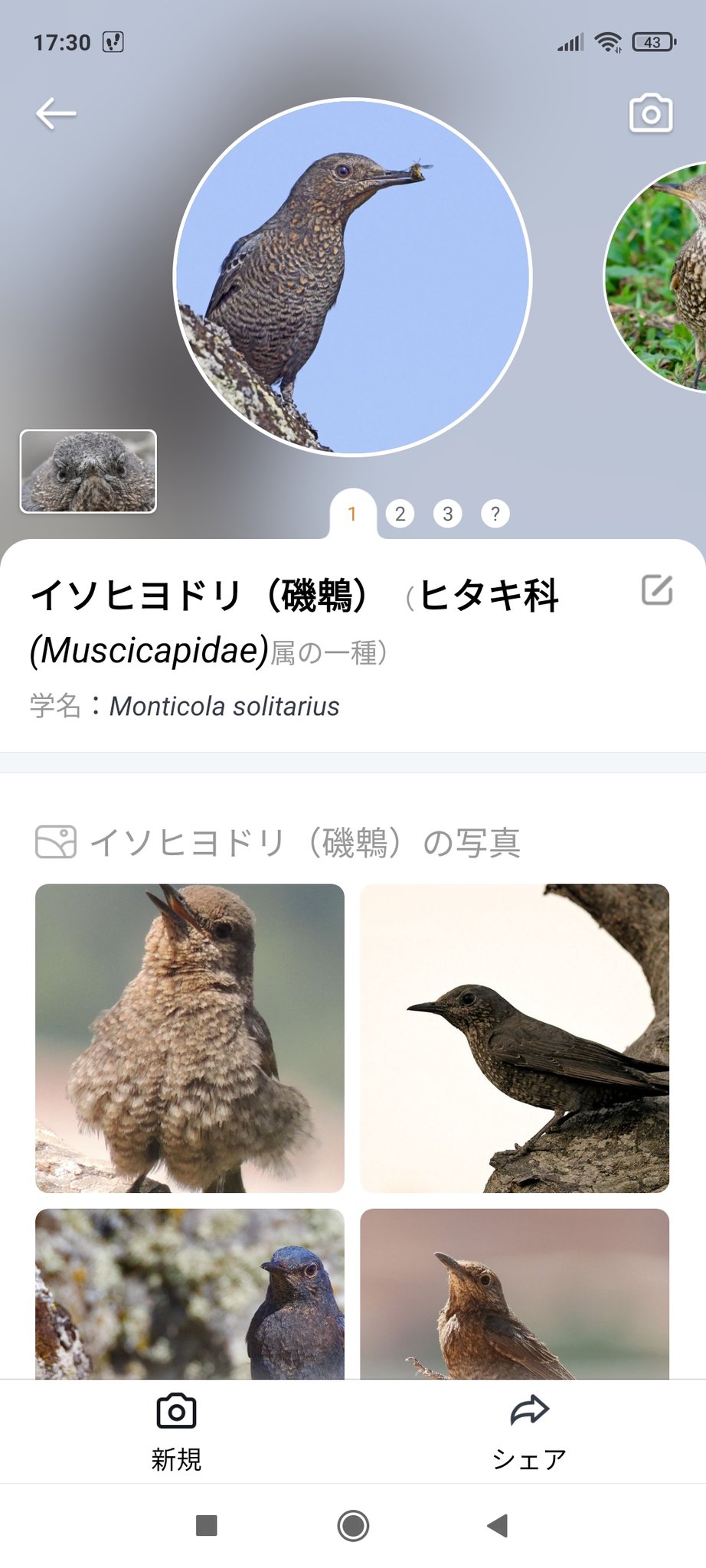 やまがら この鳥判別アプリ すごく精度が高い気がする さすが有料なだけあるわ こんな正面顔でイソヒヨドリ当ててくるとか普通に怖い T Co Nzdxsynzsm T Co 1oqsekejdf Twitter