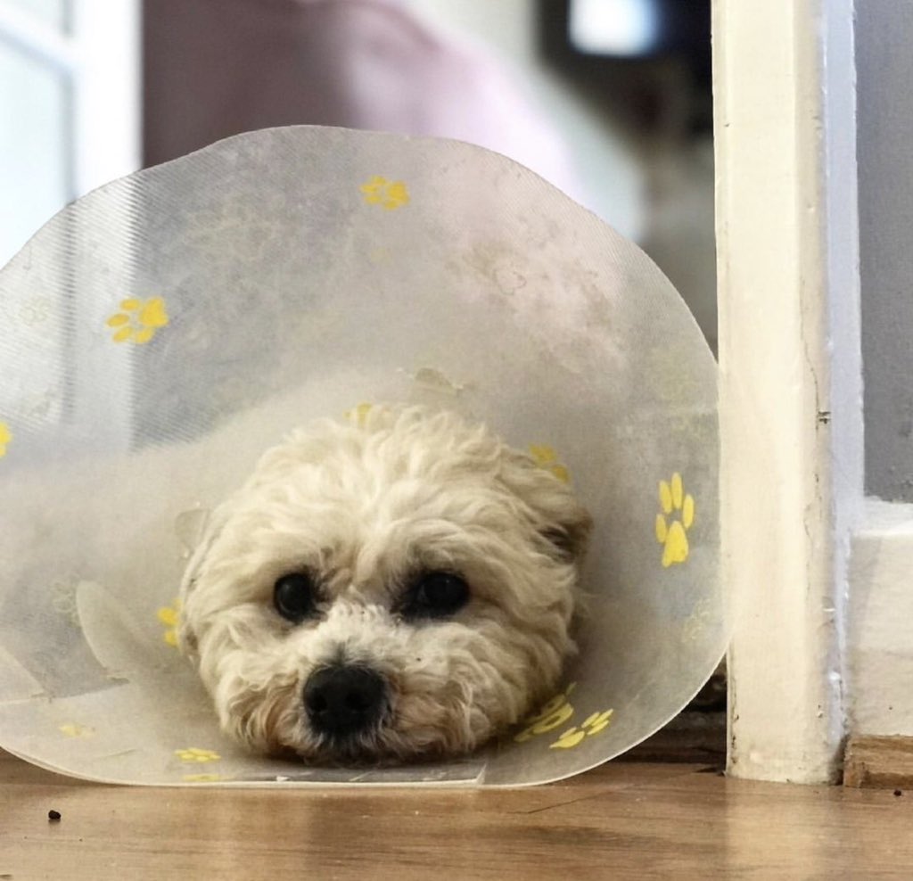 If you Google “the saddest thing on the internet” this is what comes up. 
Dave, #bichonfrise 

#whenbadthingshappentogooddogs 
#sadconetime #coneyisland #toosad #dave #yeahiamcrying #whatofit