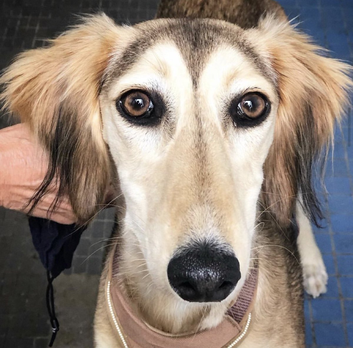 Dogs Of Lewes (@dogsoflewes) on Twitter photo 