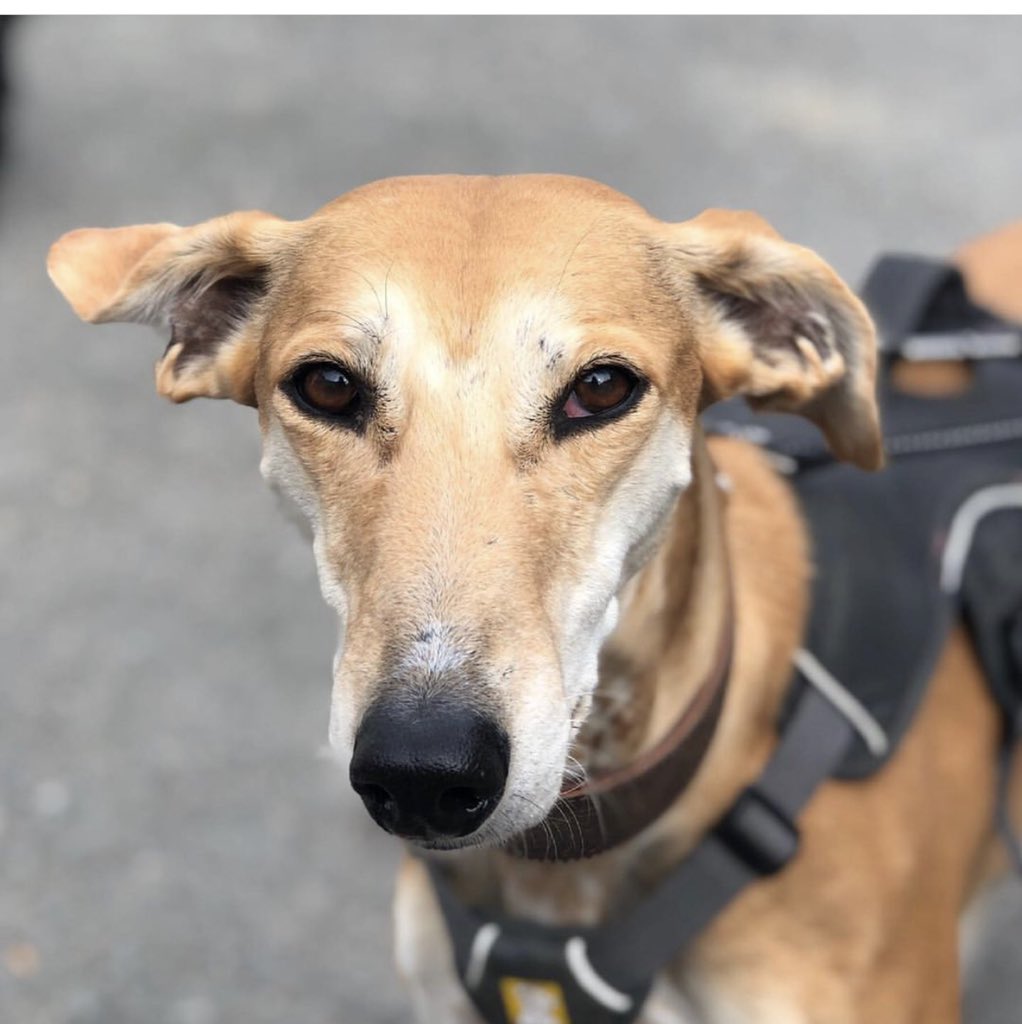 DogsOfLewes's tweet photo. Look at Sonia. She is 7. She is sick of your big feelings, the erraticness of your emotions. She wants to sit quietly, by a river, beneath a willow tree listening to distant birdsong whilst crocheting herself a reusable shopping bag from fronds of riverweed. https://t.co/vghFbw6WVC