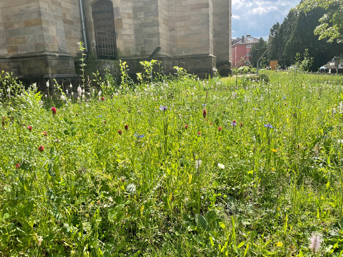 BunteWieseKLLD's tweet photo. Ein paar Wochen nach der Aussaat von #Regiosaatgut können zahlreiche #Pflanzen in voller Blüte beobachtet werden, u.a. #Inkarnatklee (#Trifolium incarnatum), #Kornblume (#Cyanus segetum), #Saubohhne oder #Ackerbohne (#Vicia faba). Die #Insekten freut's!
#BunteWiese #Biodiversität https://t.co/5HoaKeiFqR
