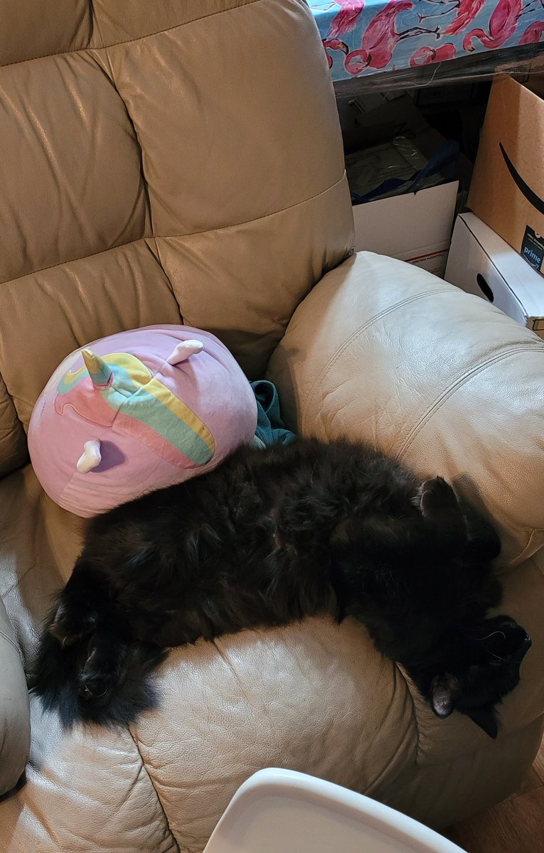 piper_az's tweet photo. How is this comfortable? #CatsOfTwitter #blackcat https://t.co/MAhWPnYKo5