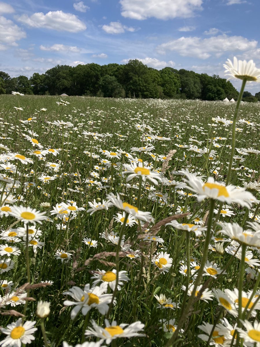 TreesAnna's tweet image. The steps we took on #RefugeeTales gave our community hope and courage and we denied ourselves physical connection but… wow, the joy and relief at being together was palpable - and we all grew stronger and there was possibility again ♥️ #RTsteps