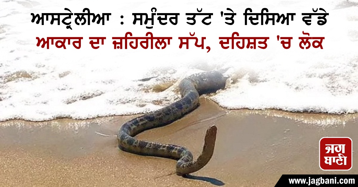 JagbaniOnline's tweet photo. ਆਸਟ੍ਰੇਲੀਆ : ਸਮੁੰਦਰ ਤੱਟ 'ਤੇ ਦਿਸਿਆ ਵੱਡੇ ਆਕਾਰ ਦਾ ਜ਼ਹਿਰੀਲਾ ਸੱਪ, ਦਹਿਸ਼ਤ 'ਚ ਲੋਕ
https://t.co/81HHxcRqnZ
#Australia #PoisonousSnake #People #WarningsIssued https://t.co/hpYtEKiZdH