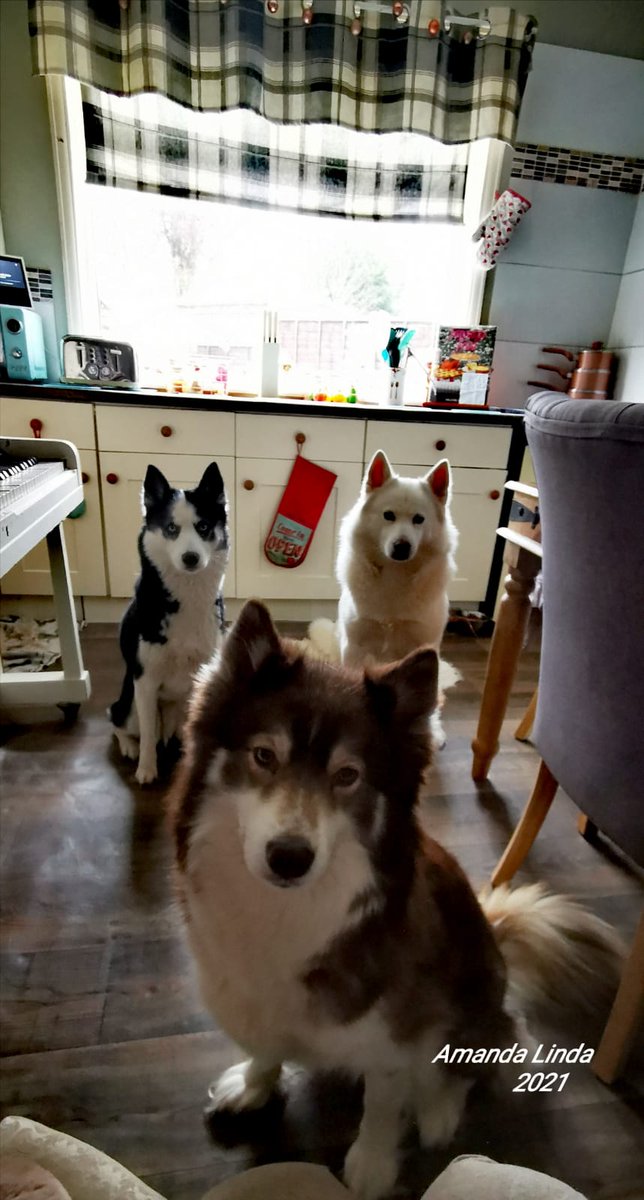 MissOnomy's tweet photo. And today we'll be chatting to the lovely @amandalwelch about her forthcoming #kidsbook all about the adventures of a certain #ThreeHuskies ! https://t.co/VeGFOLSsgo