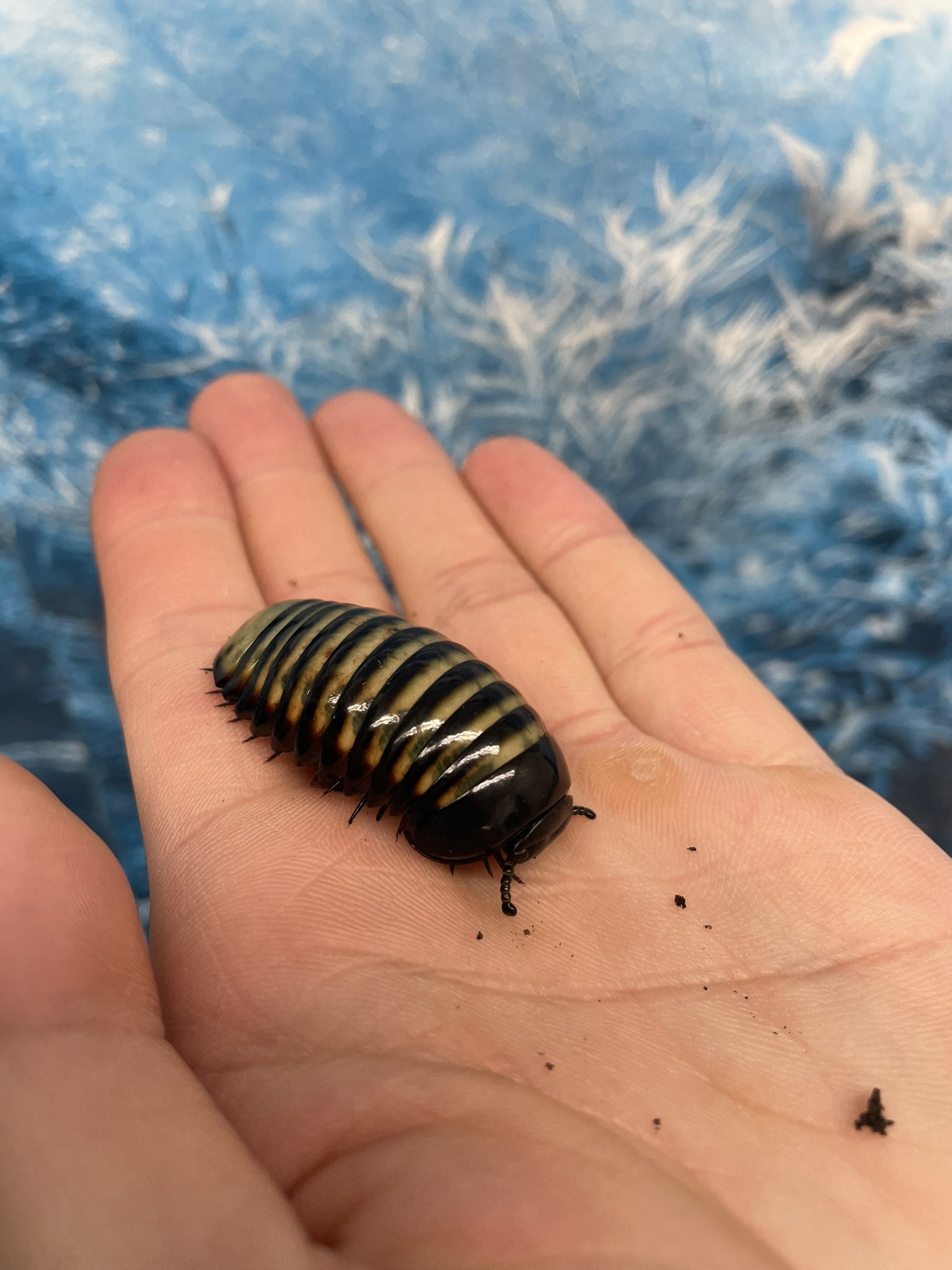 かねだい伊勢原店 昆虫 クワガタ カブトムシ 奇虫編 ムカデ 等 入荷情報 ホウセキタマヤスデ 体が短いタイプのヤスデで丸まると模様が飴玉のように見えることから キャンディーボール とも呼ばれています エサは腐葉土やカブトムシ