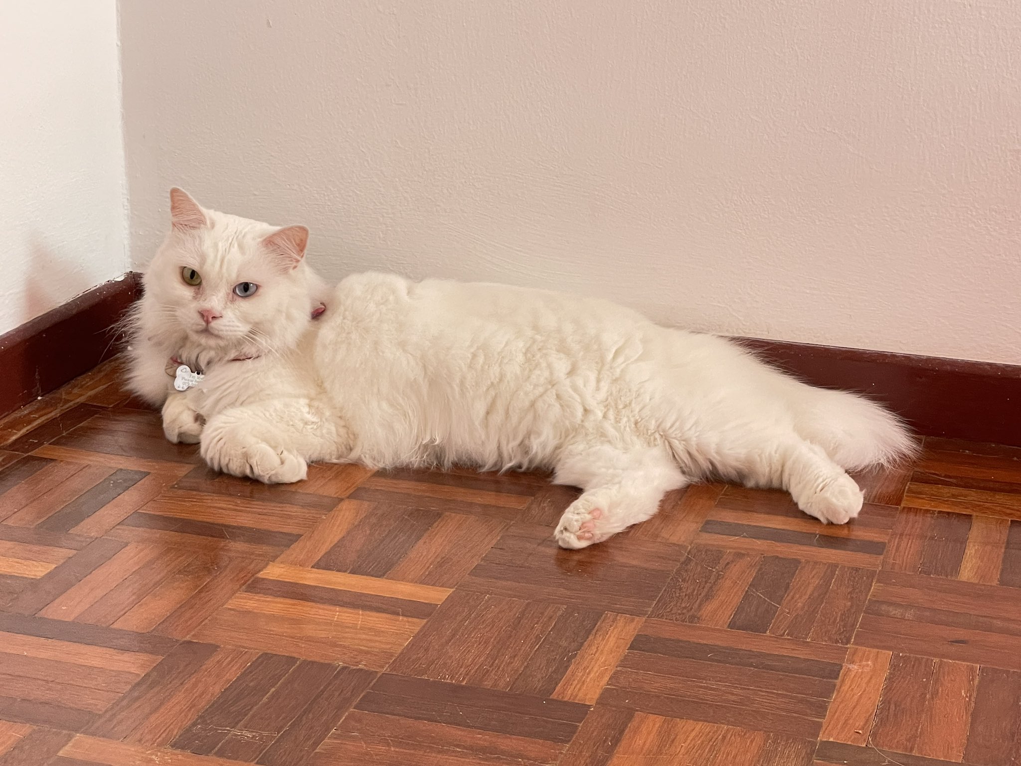 Fatin on Twitter "Here’s my listing for cat sitting! I will charge per