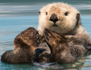 PTBham's tweet photo. You can now visit the UK’s very first Sea otters exclusively @sealifebham https://t.co/dsV9H183ar https://t.co/mUxq62grvx
