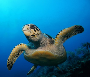 You can now visit the UK’s very first Sea otters exclusively <a href="/sealifebham/">SEA LIFE Birmingham</a> buff.ly/3xkHLcV