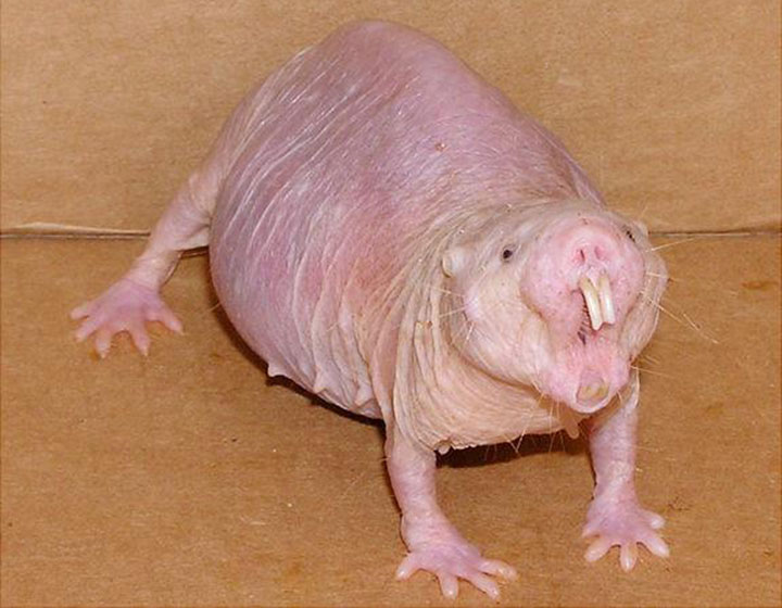 とある生物学の専門書にあるハダカデバネズミの説明 酷すぎる もう少し手心というか ただでさえ名前酷いのに Togetter
