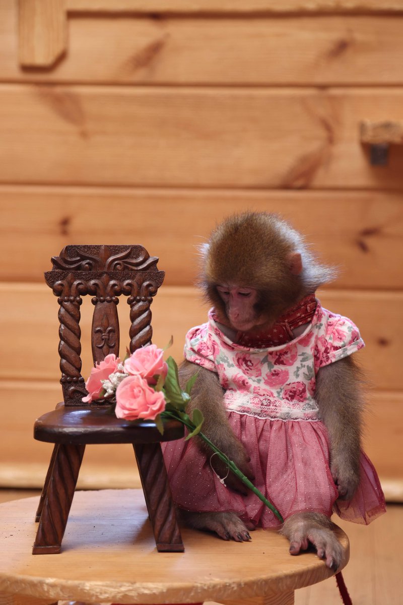 えみ 日光さる軍団 Takeoemidesu Twitter