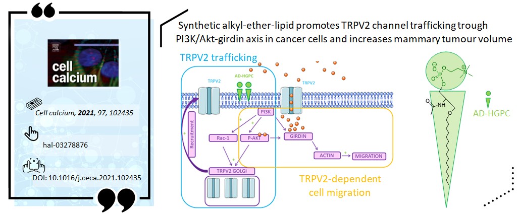 CEMCA - UMR CNRS 6521 (@umr_6521) on Twitter photo #ResultatScientifique: Nouvelle étude sur les canaux #TRPV2 et l'effet de l'AD-HGPC sur les #cellules cancéreuses du sein.#Cancer
➡️hal.univ-brest.fr/hal-03278876
➡️10.1016/j.ceca.2021.102435
<a href="/UBO_UnivBrest/">UBO - Univ. Brest</a> <a href="/CNRS_dr17/">CNRS Bretagne et Pays de la Loire</a> @CHRU_Brest @UnivTours @UnivNantes <a href="/chimie_ISCR/">ISCR</a> <a href="/UnivPoitiers/">Université de Poitiers</a> <a href="/Inserm/">Inserm</a> #ResultatScientifique: Nouvelle étude sur les canaux #TRPV2 et l'effet de l'AD-HGPC sur les #cellules cancéreuses du sein.#Cancer
➡️hal.univ-brest.fr/hal-03278876
➡️10.1016/j.ceca.2021.102435
<a href="/UBO_UnivBrest/">UBO - Univ. Brest</a> <a href="/CNRS_dr17/">CNRS Bretagne et Pays de la Loire</a> @CHRU_Brest @UnivTours @UnivNantes <a href="/chimie_ISCR/">ISCR</a> <a href="/UnivPoitiers/">Université de Poitiers</a> <a href="/Inserm/">Inserm</a>