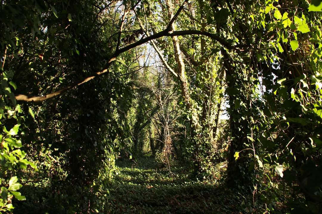 We ask the Council to:

▶️acknowledge that the woods aren't viable for development
▶️listen to community, local Cllrs, MP, MS, 3rd-sector &amp; Council officers
▶️commit to working with us on collaborative options to protect &amp; improve the woods, for the benefit of community &amp; nature