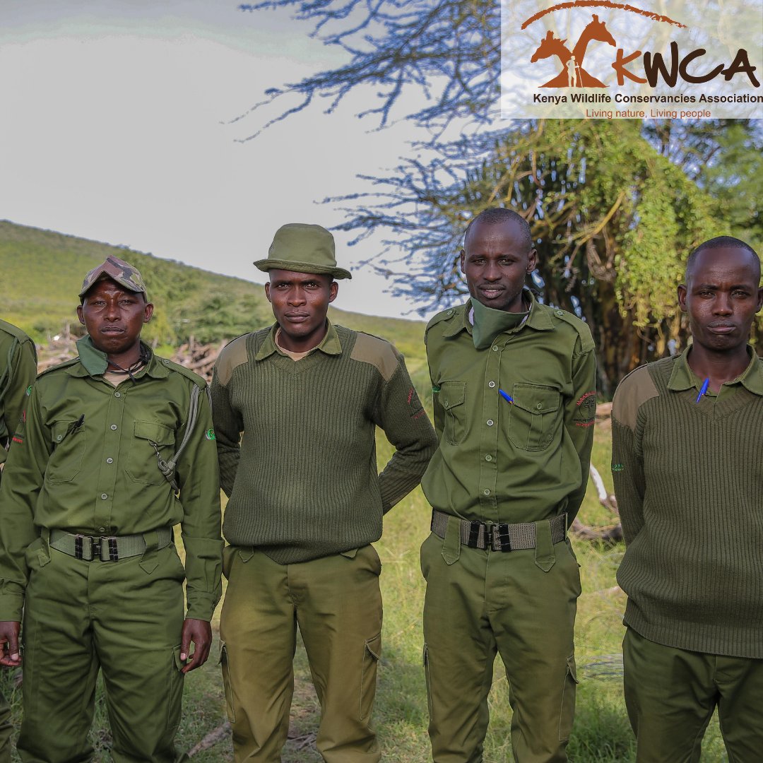 KWCAKenya's tweet photo. Rangers are the foot soldiers of conservancy.
#rangersmonth
#conservationke https://t.co/Flyn7nHCYy