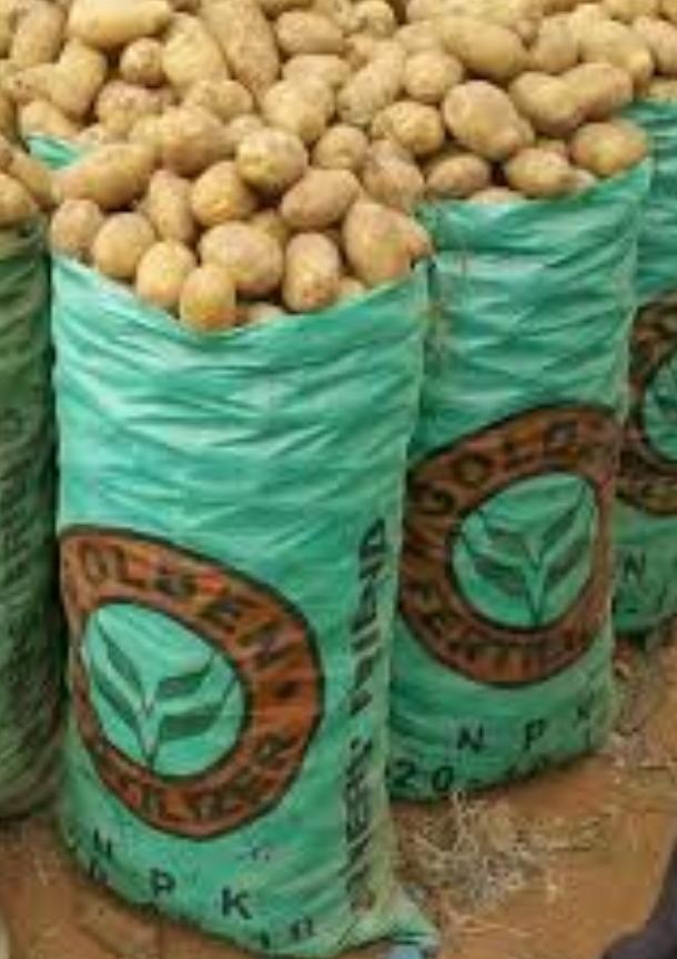 STRIKERGEMS's tweet image. Irish potatoes straight from the farm for sale!!!
Delivery Nationwide.

Kindly contact Madam Pwavi on 
08138530930 to order.

Pls RT
