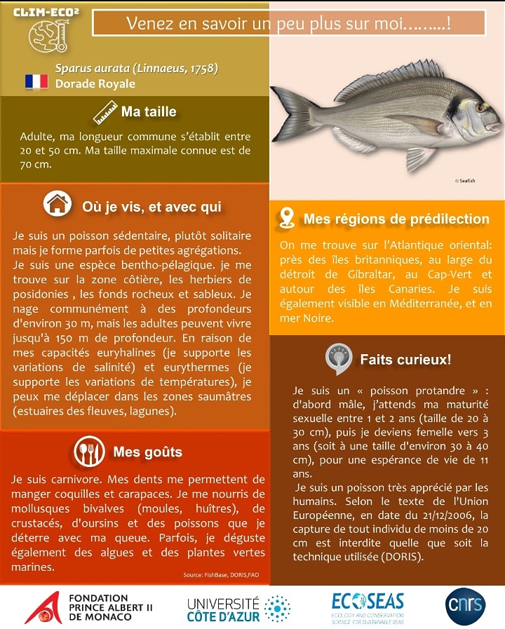 ClimEco2's tweet photo. 💥🐟🤿 Dorade Royale: venez en savoir un peu plus sur moi!

.

.

💥🐟🤿Who am I? Get to know more about Gilthead seabream

#demersal&amp;benthicspecies #mediterraneanbasin#mediterraneanspecies 🐟#climatechange#CLIMECO²Project#univcotedazur #FPA2 https://t.co/mN8QlMQFAE