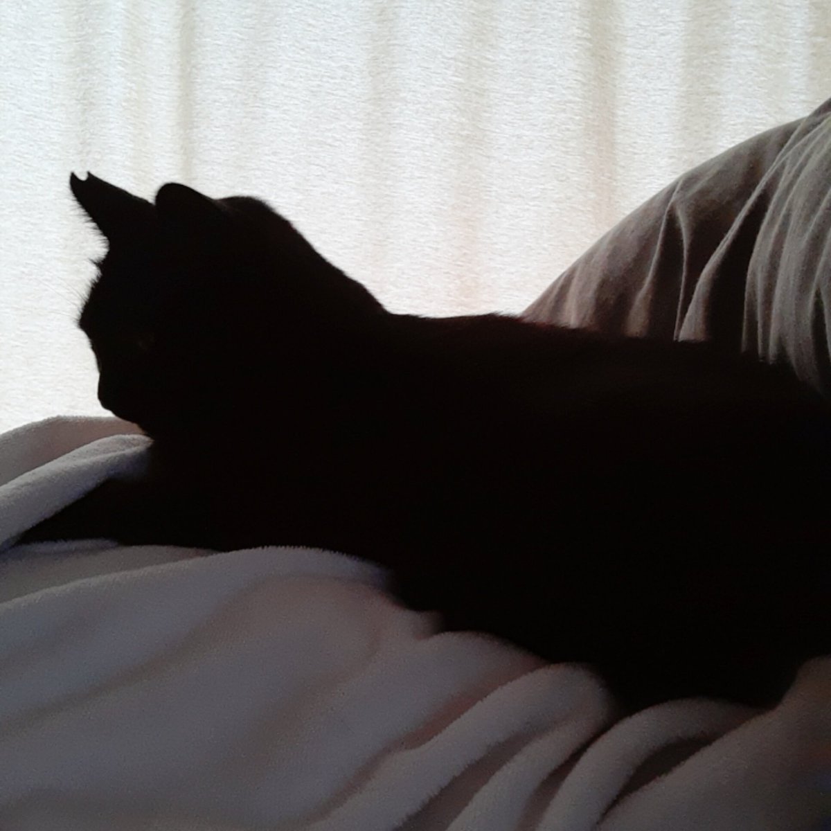 保護ねこ　まめと暮らして、もうすぐ5年！お腹の上に乗ってくれるようになりました🎵今年の冬は一緒に寝れるかな💕