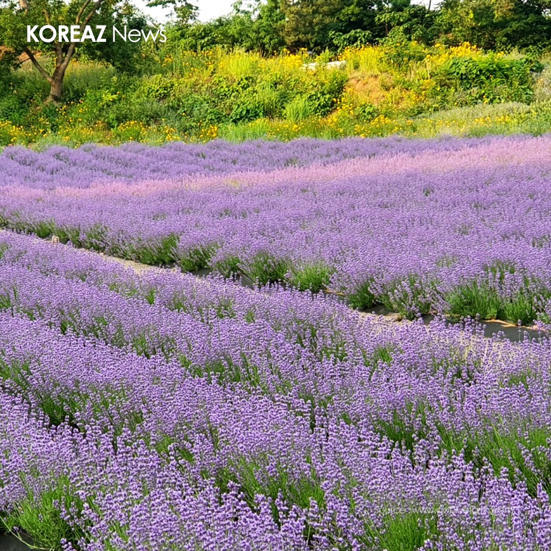 mofa_koreaz's tweet photo. A Lavender Way to a Lavender Summer!
#KOREAZ #MOFA #Gochang #Korea #KoreaTour #Tour #Festival #LavenderFestival https://t.co/t7syEJgVQZ