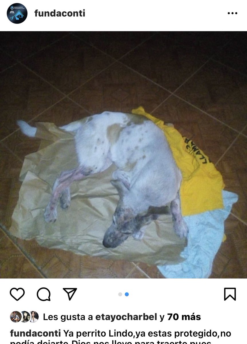 maribeld_'s tweet photo. El Peludo de Maracay-Mata Redonda a quien botaron luego que su papi murió fue RESCATADO por #FUNDACONTI (Instagram.) Tú triste historia cambió, te amarán y cuidarán como lo hizo papi, Bendiciones 🙏🏻 Todo ayuda es importante #NoAlAbandono #SalvaVidasEnTodasSusFormas🌹 https://t.co/ju5sQWe9ET
