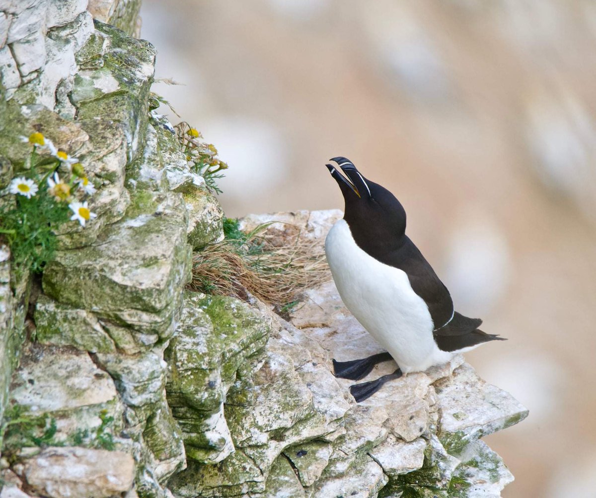 A few more Razorbills at RSPB Bempton @Bempton_Cliffs @Avibase @rawbirds @wildlife_uk