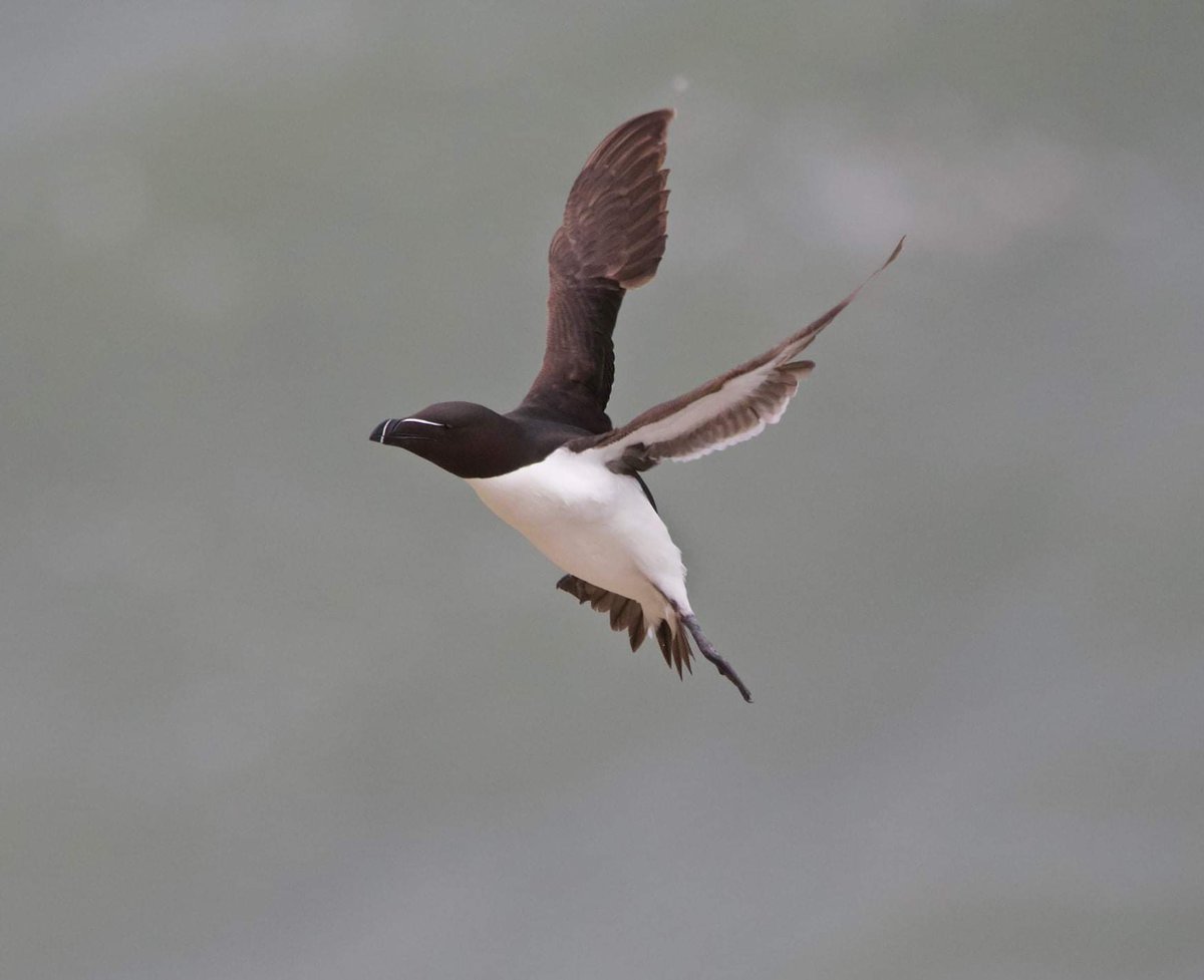 Razorbills at RSPB Bempton cliffs last week @Bempton_Cliffs @rawbirds @Avibase @wildlife_uk