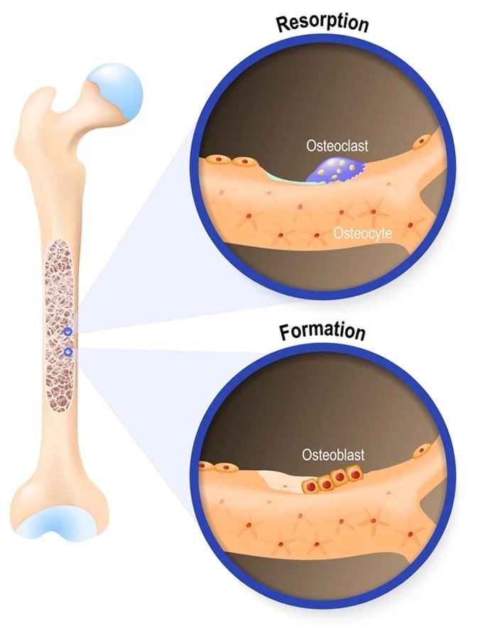 Sorbitolol's tweet photo. ☀️ Nos os sont le siège d'un constant processus de renouvellement. Ils sont continuellement, mais très lentement, détruits et reconstruits pour que leur structure soit parfaitement adaptée aux conditions de vie. https://t.co/kmp1yx0i0H