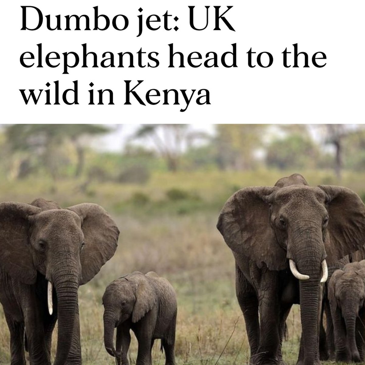 A UK charity, The Aspinall Foundation, is set to fly a herd of #elephants from a British zoo to a new home in Kenya.

nation.africa/kenya/news/dum…

#ElephantConservation #conservation #conservationnews #elephant #elephants #WildlifeRelocation #ElephantRelocation #elephantlife