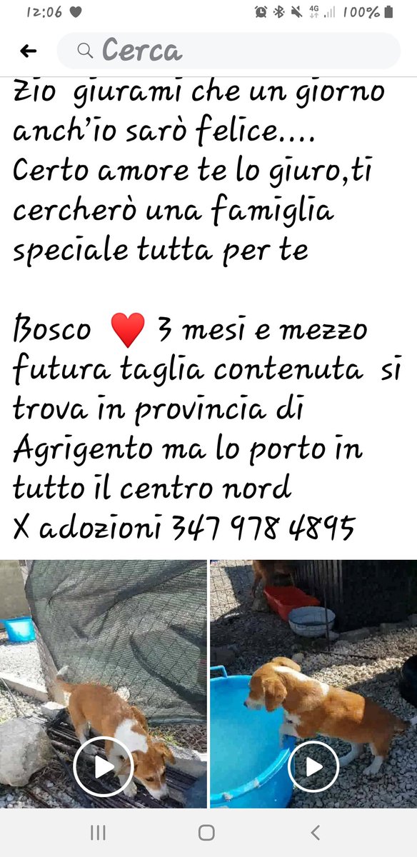 🆘️🆘️🆘️Vittorio, troviamo una famiglia per il piccolo dolce bosco,forza amici facciamo girare🙏🙏🙏🙏🙏🙏❤❤❤❤❤🐾🐾🐾🐾🐾🍀🍀🍀🍀