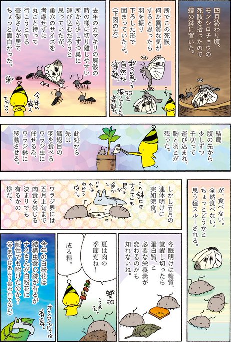 モンシロチョウ を含むマンガ一覧 ツイコミ 仮 モンシロチョウ を含むマンガ一覧 ツイコミ 仮