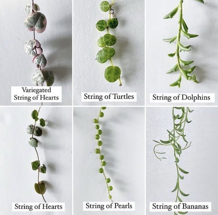 Plants_By_Post's tweet image. Which one is your favourite?! 🌿

#hangingplants #stringofpearls #houseplants