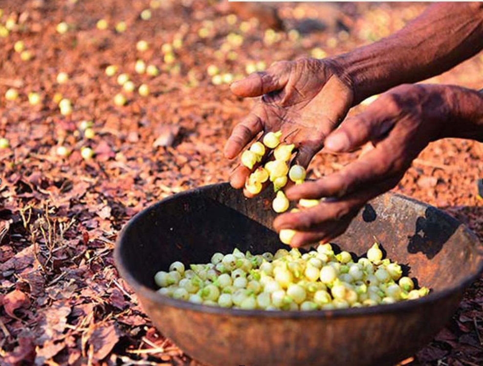 Sendrapali VDVK in #Korba Dist. which is a part of 
<a href="/NITIAayog/">NITI Aayog</a>  #AspirationalDistricts Programe is gathering and processing the MFP 𝐌𝐚𝐡𝐮𝐚 to produce value-added products of Mahua laadoo/halwa.This is then marketed with the support of #TRIFED, benefitting the tribal gatherers