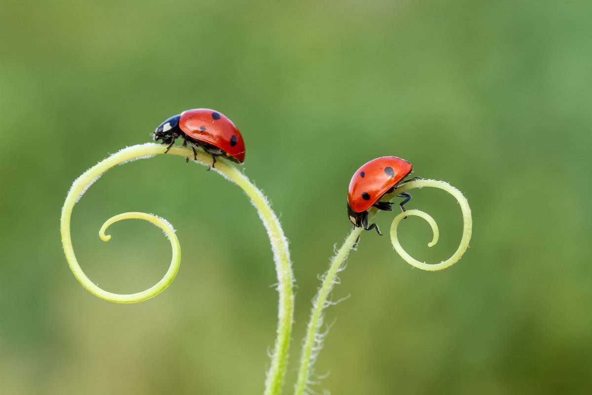 Ever spotted a ladybird larva? They're common sights in parks, gardens and green spaces throughout June and July, but they look very different to adult ladybirds! When ready, they will form pupae and undergo a complete transformation before emerging as fully formed adults!
